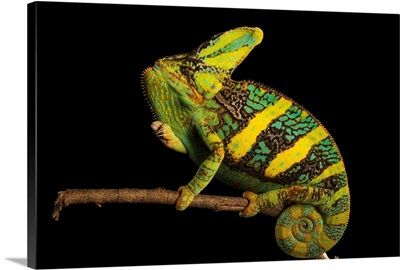 A veiled chameleon