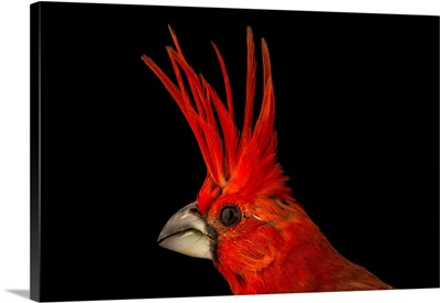 A vermilion cardinal, Cardinalis phoeniceus, at the National Aviary of Colombia