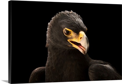 A Verreaux's Eagle At Sia, The Comanche Nation Ethno-Ornithological Initiative