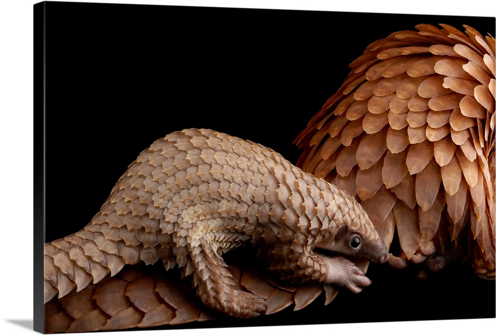 A vulnerable adult female white bellied pangolin, Phataginus tricuspis, with her baby, at Pangolin Conservation.