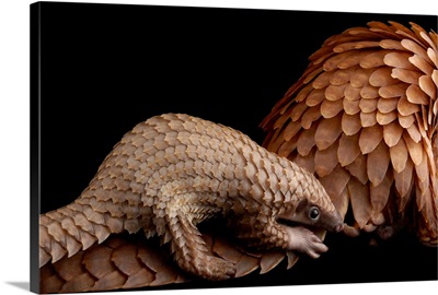 A vulnerable adult female white bellied pangolin with her baby, at Pangolin Conservation