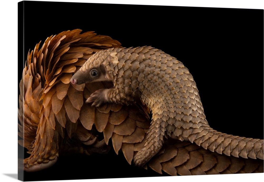A vulnerable adult female white bellied pangolin, Phataginus tricuspis, with her baby, at Pangolin Conservation.