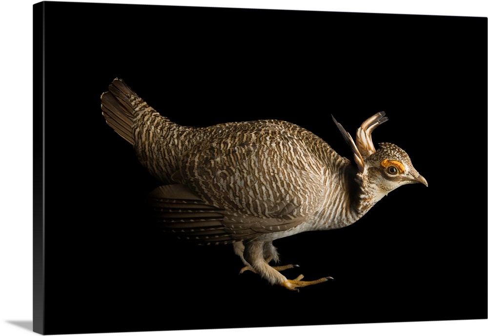 Lesser prairie chicken (Tympanuchus pallidicinctus).