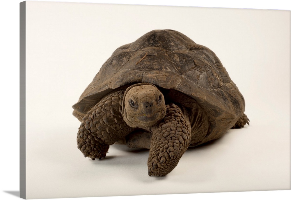 A vulnerable Volcan Darwin tortoise, Chelonoidis nigra.