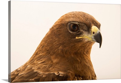 A Wahlberg's Eagle At Sia, The Comanche Nation Ethno-Ornithological Initiative