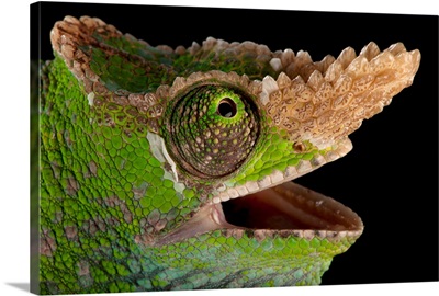 A West Usambara two-horned chameleon, at the Houston Zoo