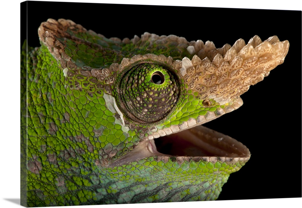 A West Usambara two-horned chameleon (Kinyongia multituberculata) at the Houston Zoo.