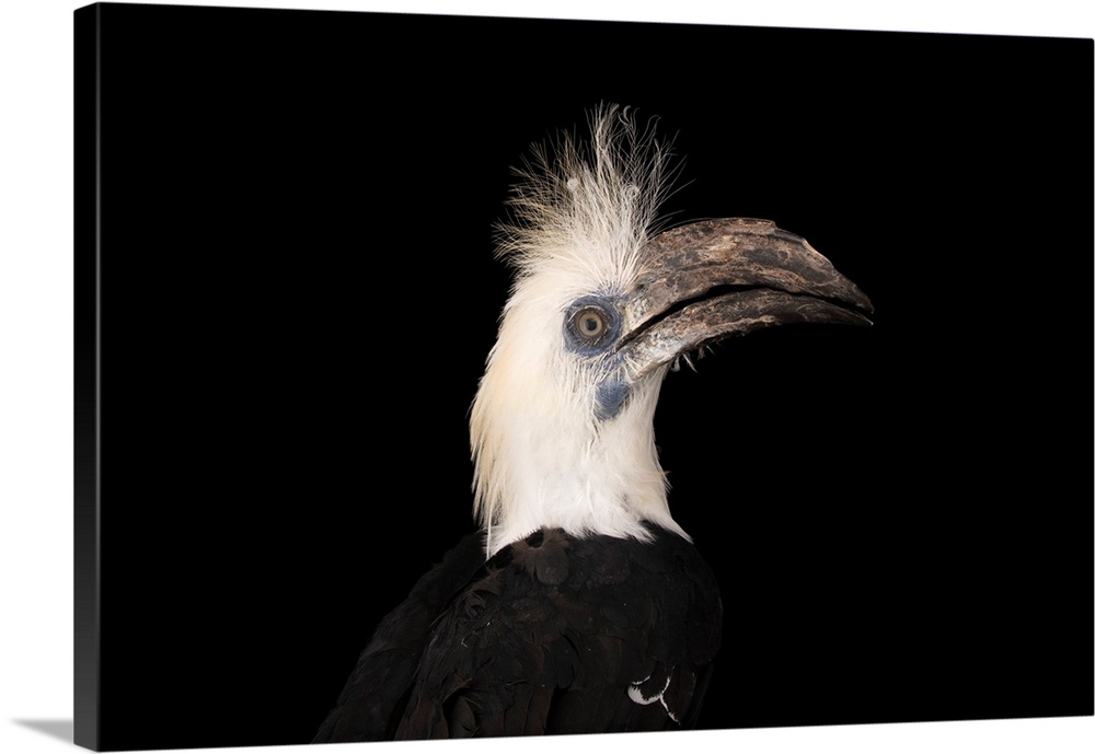 A white crowned hornbill, Berenicornis comatus, at the Saint Augustine Alligator Farm Zoological Park.