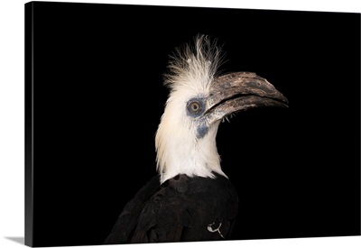 A white crowned hornbill at the Saint Augustine Alligator Farm Zoological Park