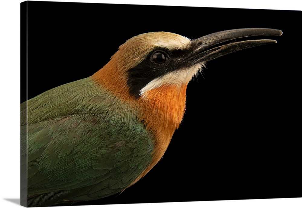 A white-fronted bee-eater (Merops bullockoides) at the Berlin Zoological Garden in Berlin, Germany.