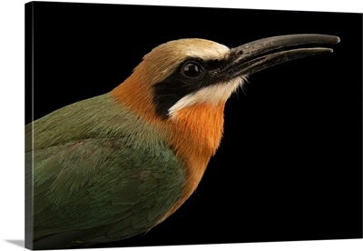A White-Fronted Bee-Eater At The Berlin Zoological Garden, Germany
