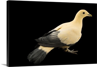 A white imperial pigeon, Ducula luctuosa, at the Plzen Zoo