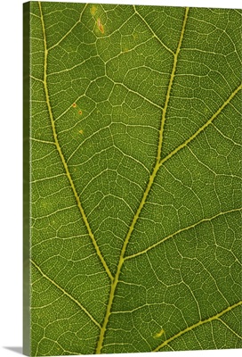 A white oak leaf