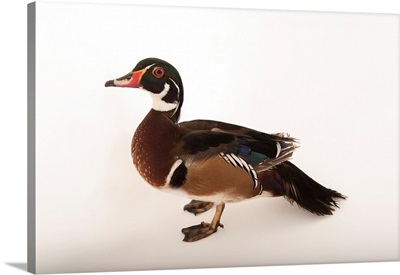 A wood duck, at the Lincoln Children's Zoo