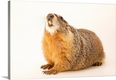 A yellow bellied marmot, Marmota flaviventris, from a private collection