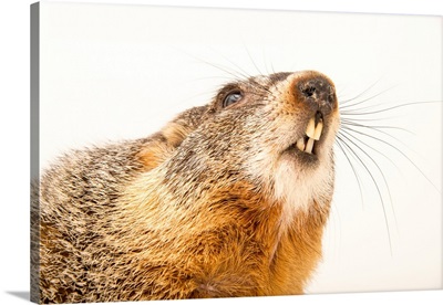 A yellow bellied marmot, Marmota flaviventris, from a private collection
