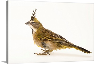 A yellow cardinal, Gubernatrix cristata, from a private collection
