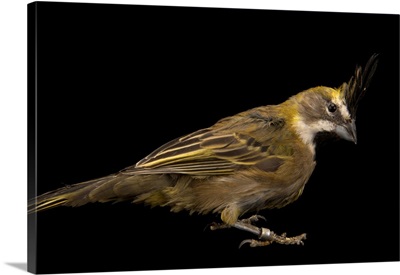 A yellow cardinal, Gubernatrix cristata, from a private collection