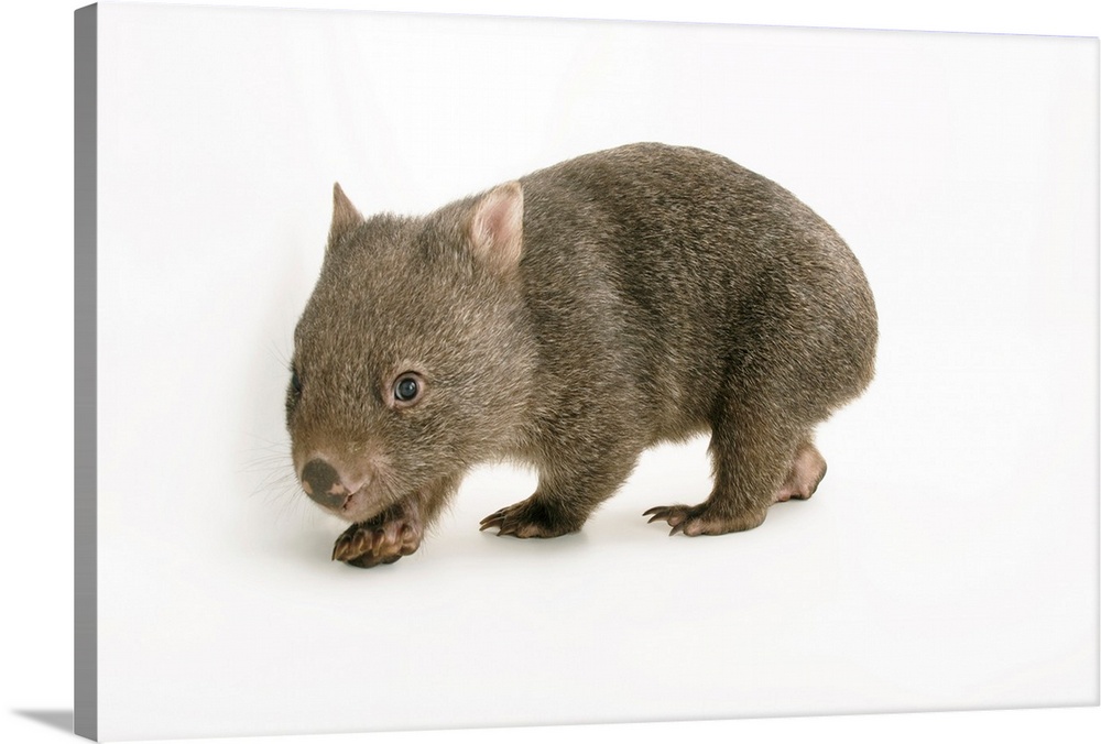 A young common wombat, Vombatus ursinus, at the Healesville Sanctuary.