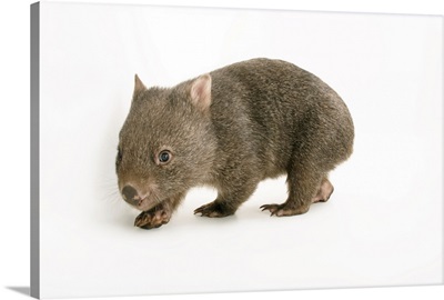 A young common wombat, Vombatus ursinus, at the Healesville Sanctuary
