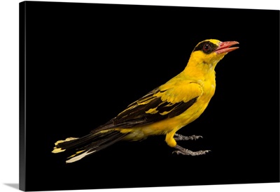 African golden oriole, Oriolus auratus, from a private collection