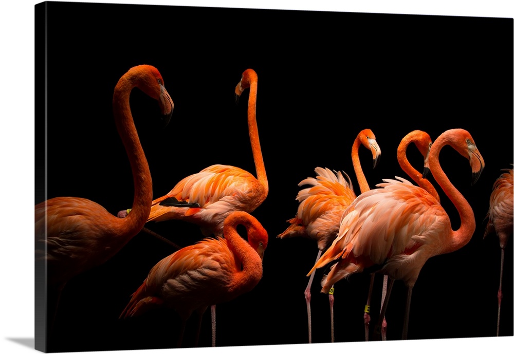 American flamingos, Phoenicopterus ruber, at the Lincoln Children's Zoo.