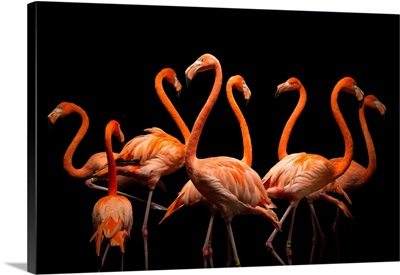American flamingos, Phoenicopterus ruber, at the Lincoln Children's Zoo