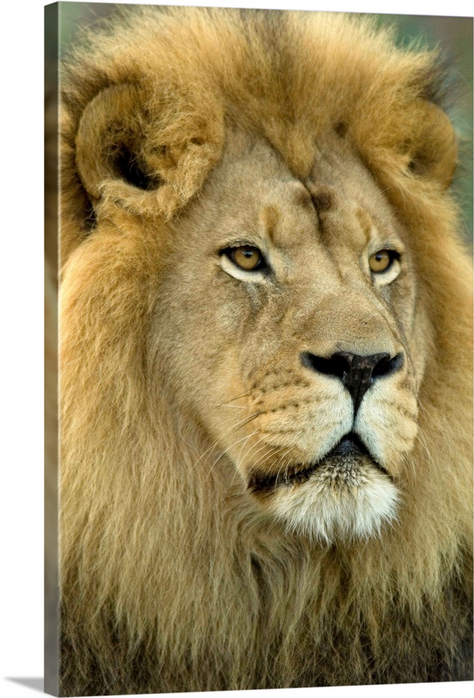 An African lion (Panthera leo krugeri) from the Sedgwick County Zoo.