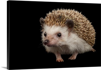 An African Pygmy Hedgehog, Atelerix Albiventris, At Sedgwick County Zoo