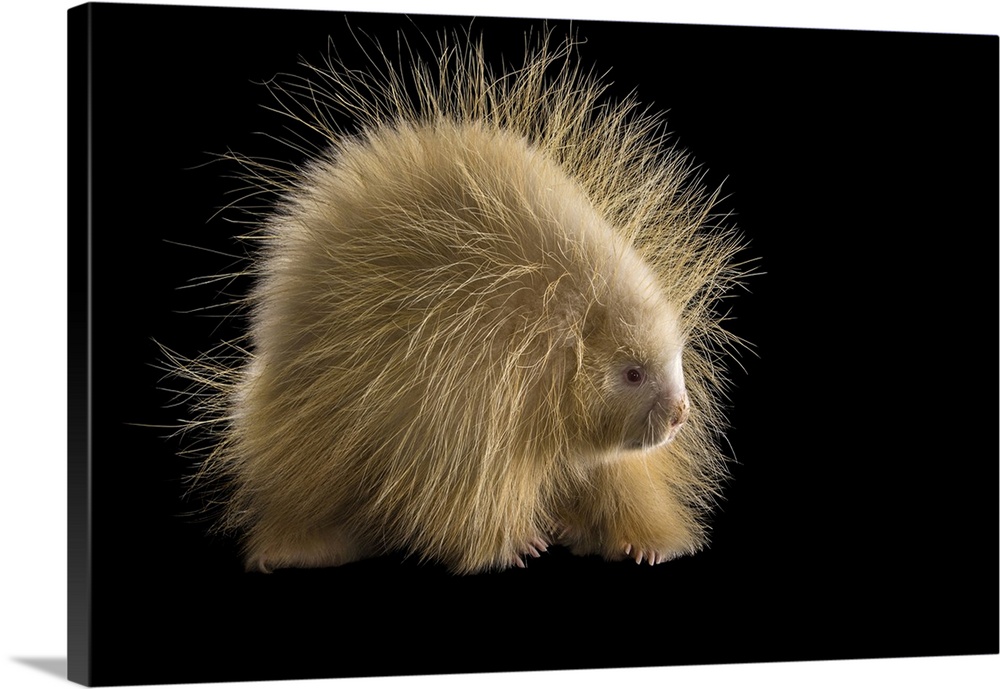 An albino porcupine named Halsey at the Nebraska Wildlife Rehab in Louisville, NE. Halsey was named after the town where s...