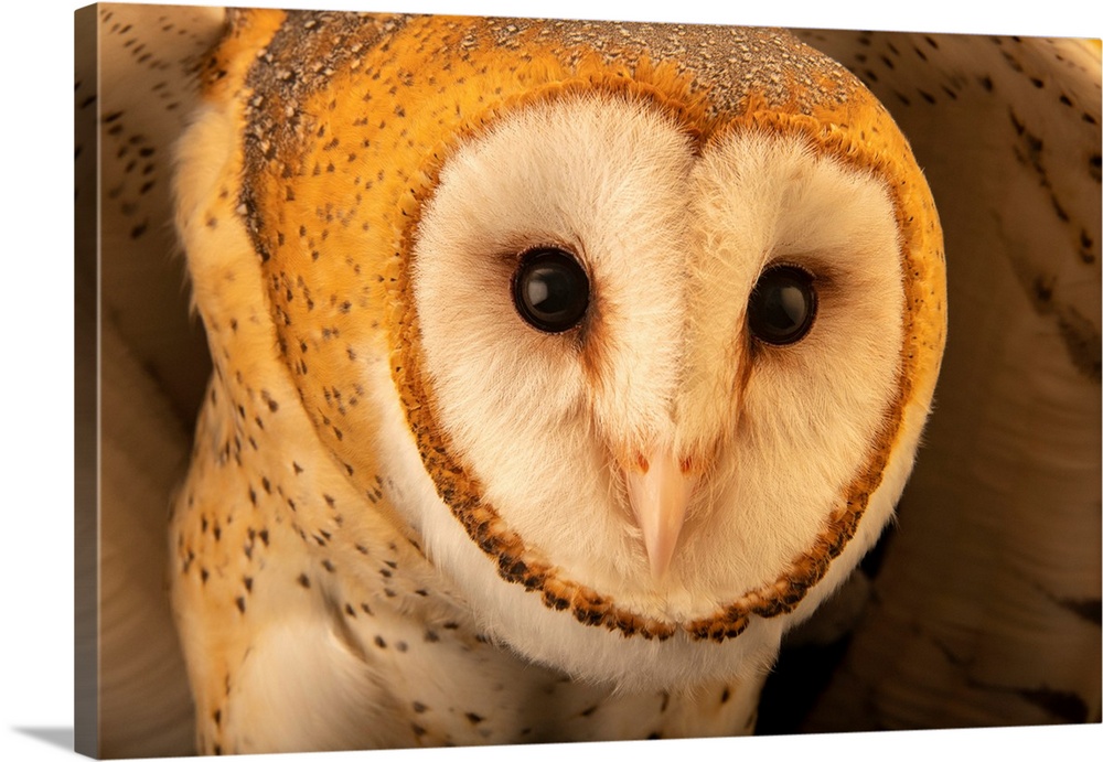 An American barn owl (Tyto alba guatemalae) at the Toucan Rescue Ranch in Costa Rica.