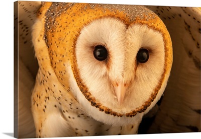 An American Barn Owl At The Toucan Rescue Ranch In Costa Rica