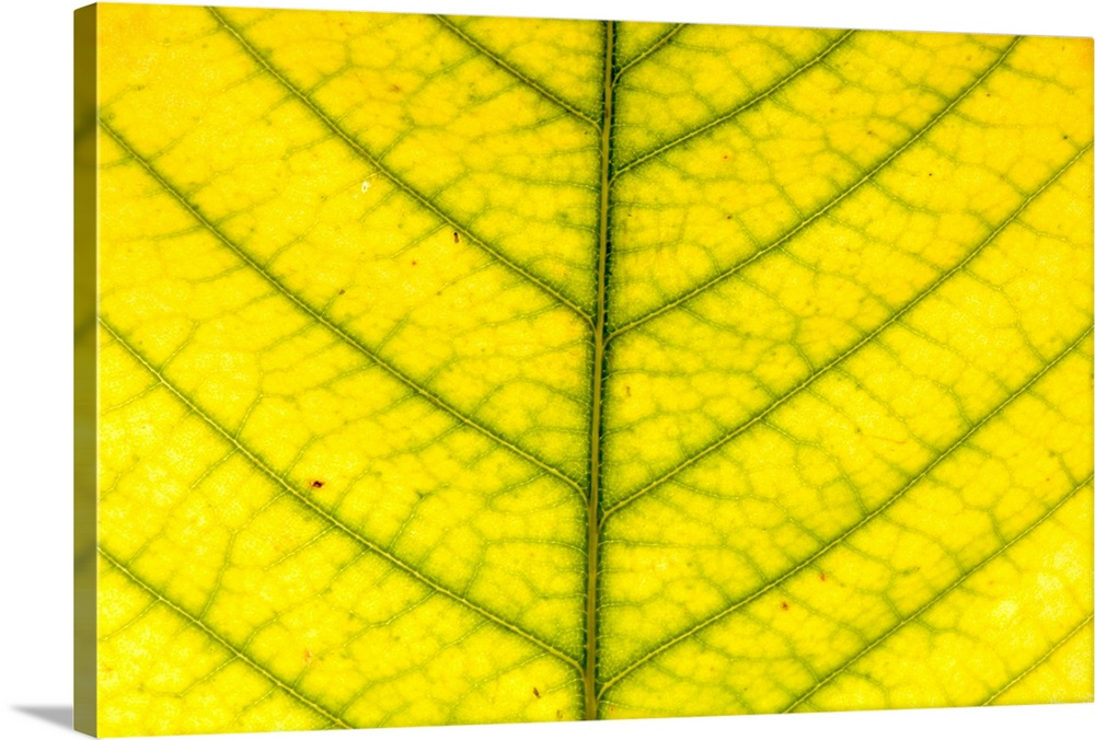 An American chestnut leaf