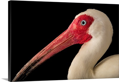 An American white ibis, at the Caldwell Zoo