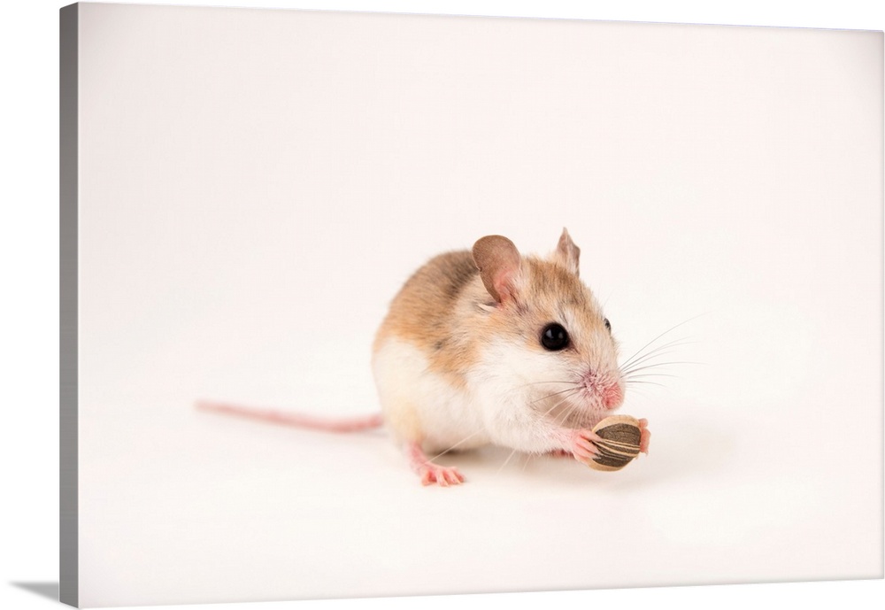 An Anastasia Island beach mouse, Peromyscus polionotus phasma, from the wild.