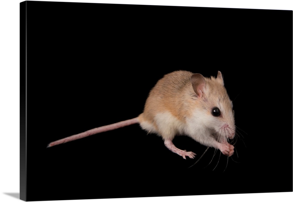 An Anastasia Island beach mouse, Peromyscus polionotus phasma, from the wild.
