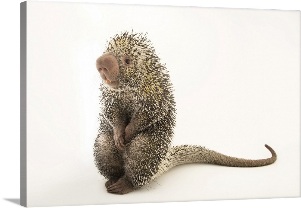 An Andean porcupine (Coendou quichua) named Piper at the St. Louis Zoo.