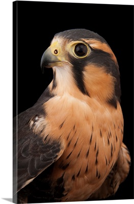 An aplomado falcon, at the Milford Nature Center