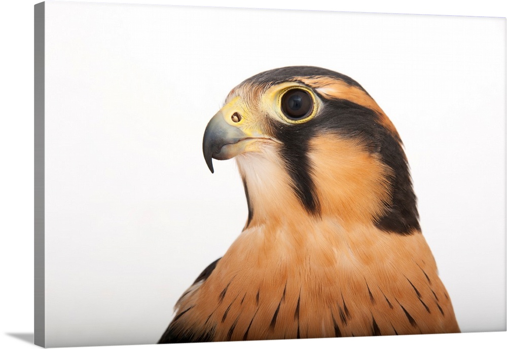 Aplomado falcon, a federally-listed species, at the Milford Nature Center.