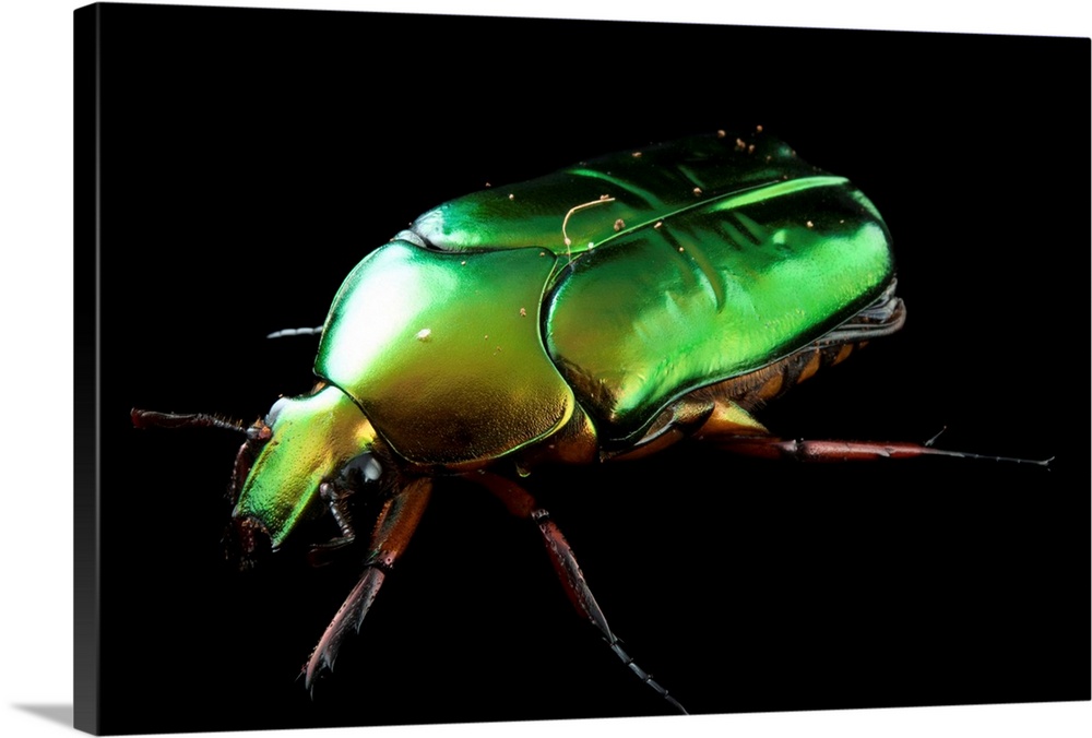 An Asian flower beetle, Agestrata orichalca.