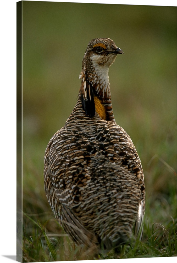 An Attwater's prairie-chicken (Tympanuchus cupido attwateri) in its natural habitat.