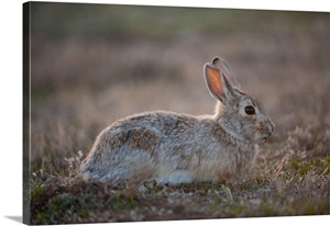 An eastern cottontail rabbit, Sylvilagus floridanus image thumbnail