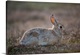 image thumbnail of An eastern cottontail rabbit, Sylvilagus floridanus.