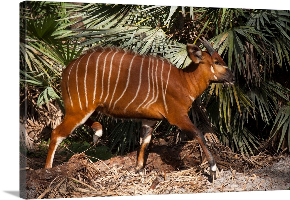 An eastern or mountain bongo, Tragelaphus eurycerus isaaci, at the Rare Species Conservatory Foundation.