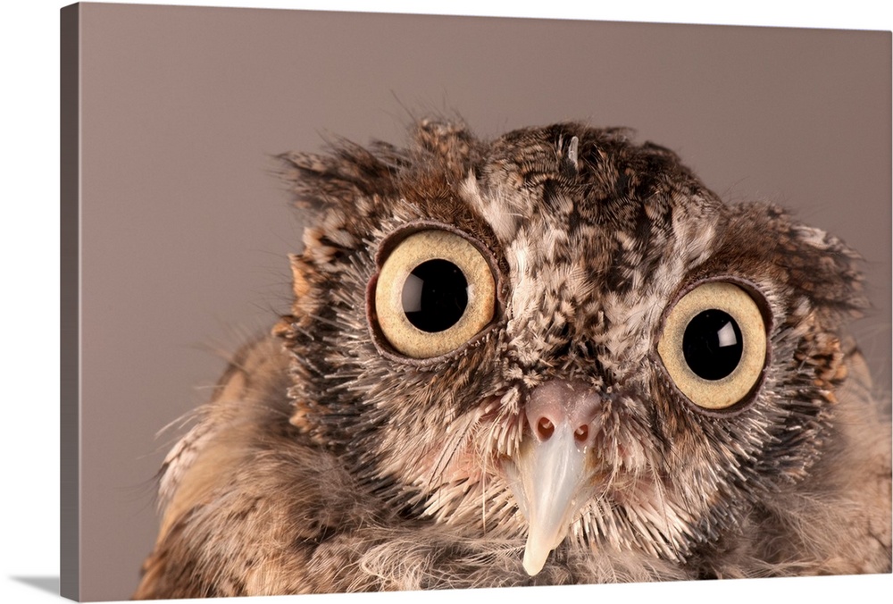 An eastern screech owl (Otus asio).