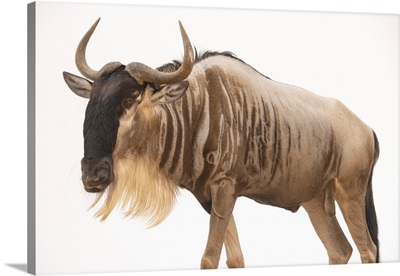 An Eastern White-Bearded Wildebeest At Emirates Park Zoo