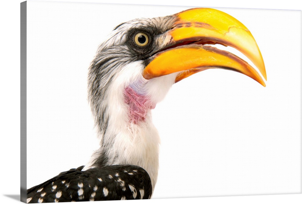 An eastern yellow-billed hornbill, Tockus flavirostris, at the Indianapolis Zoo.