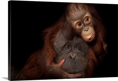 An Endangered Baby Bornean Orangutan With Her Adoptive Mother, A Bornean/Sumatran Cross