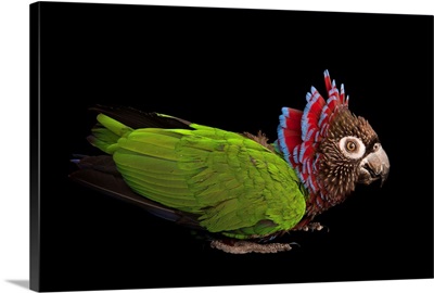 An endangered Brazilian hawk-headed parrot