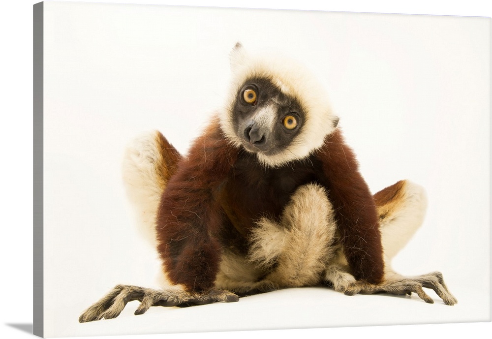 An endangered Coquerelis sifaka (Propithecus coquereli) at Lemuria Land.